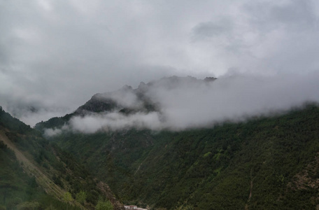 在风景秀丽的风景景观中, 用长青针叶树笼罩在云雾中的山坡