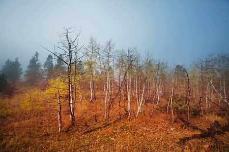 七彩阳光森林场景在秋天的季节与黄色的树木，在晴朗的一天
