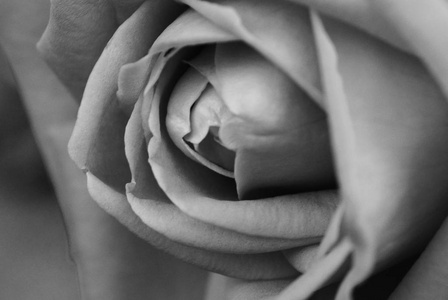 软背景玫瑰花