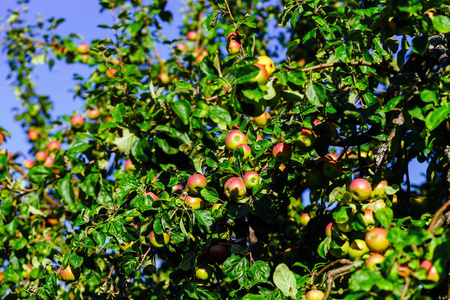 多汁的苹果在树上，阳光灿烂的日子