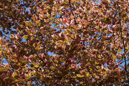 秋天的树叶对蓝蓝的天空图片