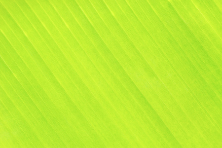 绿色的树叶香蕉背景或纹理