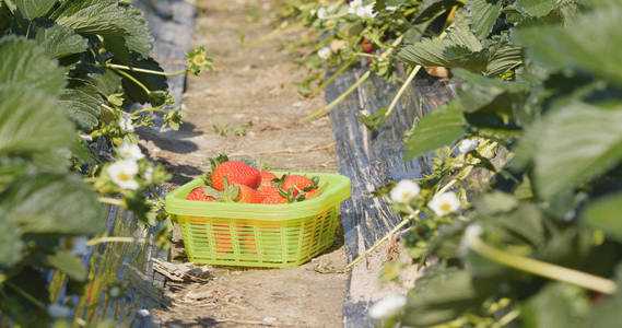 草莓在田间的收获