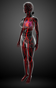 女性的动脉系统
