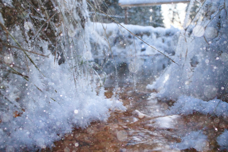 下雪的冬天，在森林里