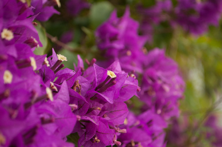 bouganvillea 花