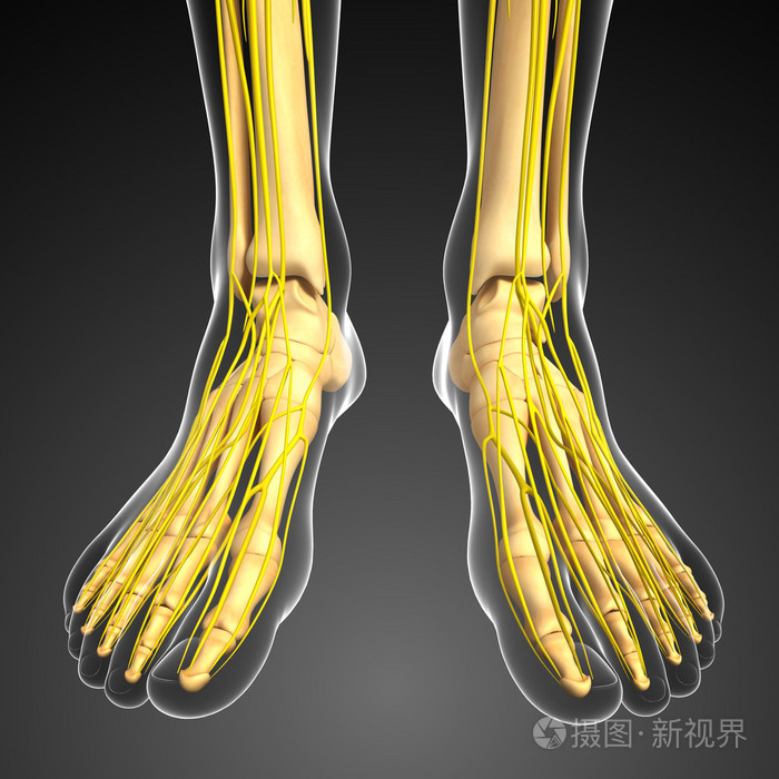 中枢神经系统和脚骨架图稿