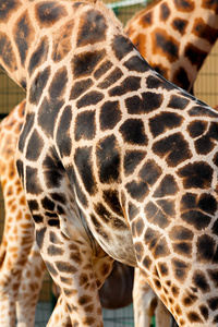 照片显示一只长颈鹿皮肤为背景图片