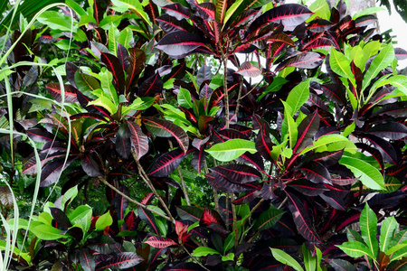 亮色的一种热带植物的叶子。红色和绿色的颜色