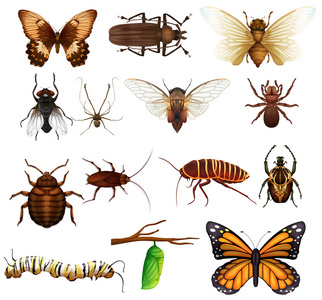 不同类型的野生昆虫