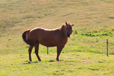 褐色的马