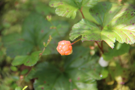 莓果。悬钩子属植物兴安