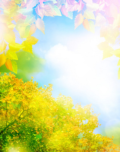 秋天的树叶对云蓝蓝的天空图片