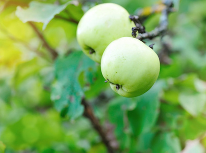 成熟的绿色苹果生长在树上