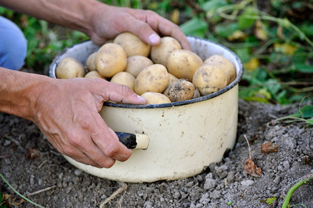 有机增长新土豆的收获