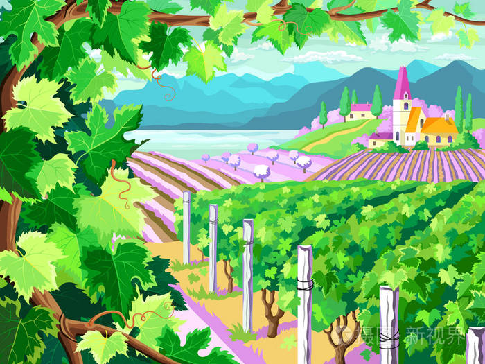 葡萄园和葡萄串春天季节风景
