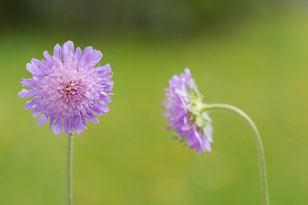 田野 scabious 花盛开在绿色与模糊的草甸