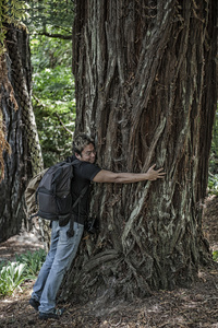 年轻人在森林中拥抱一棵大松树