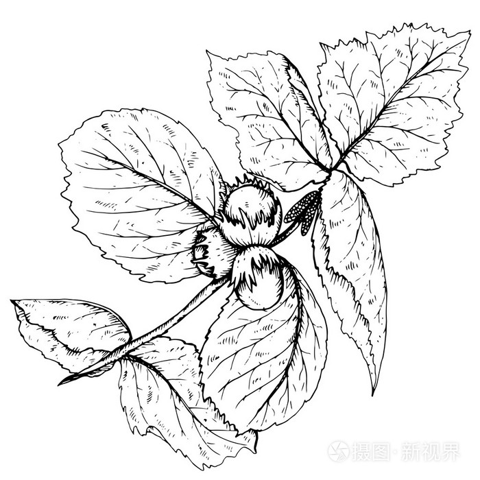 手绘矢量插画的榛子分支和叶子