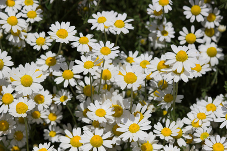 许多美丽的白花