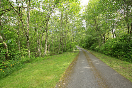 绿树成荫的空乡村道路景观。