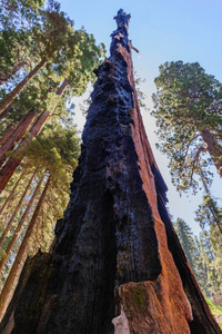 烧伤后瘢痕巨人红杉树上图片