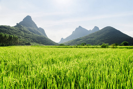 令人惊叹的绿色稻田和风景秀丽的喀斯特山区