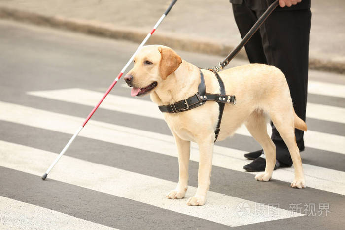 导盲犬帮助盲人在人行横道上