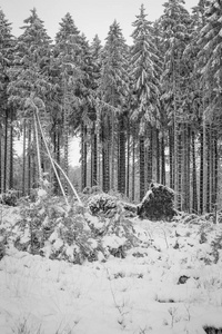 雪后的冬天森林