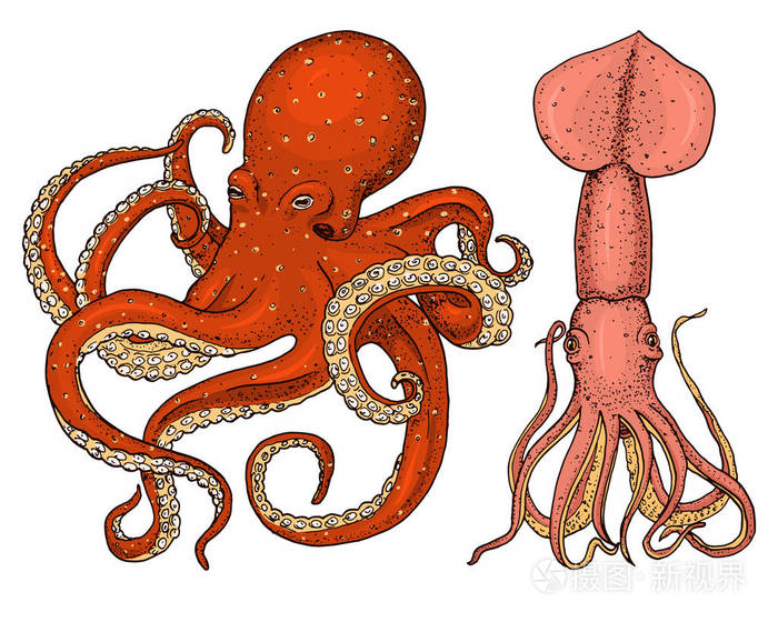海洋生物章鱼和鱿鱼.鱿鱼刻在旧素描, 老式风格的手画