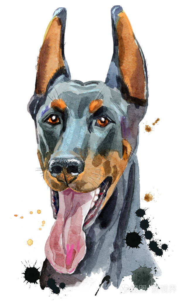 水彩肖像画杜宾犬