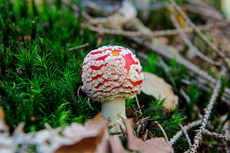 在森林中生长的野生蘑菇