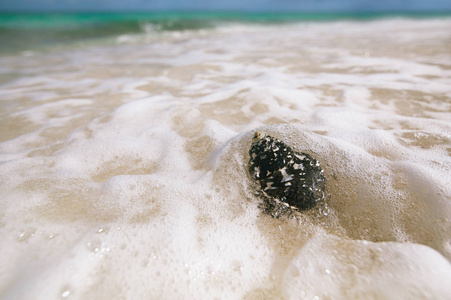 加勒比黑壳西印度顶壳在沙滩上的海浪