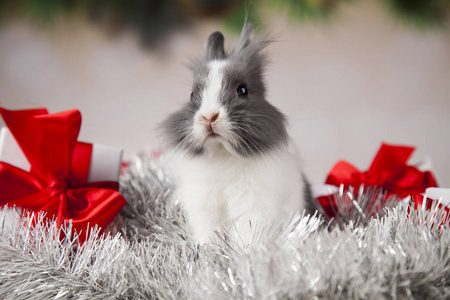 有趣的兔子和圣诞节背景