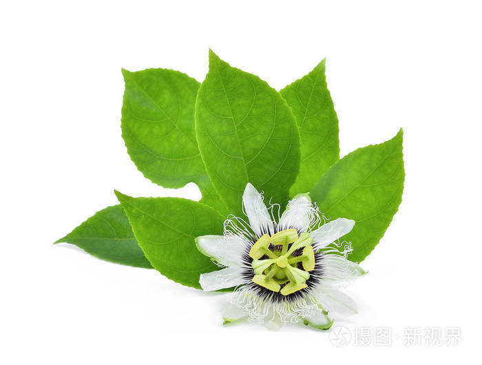 西番莲孤立在白色背景上绿色的叶子