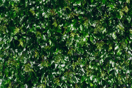 天然绿色叶墙，纹理背景