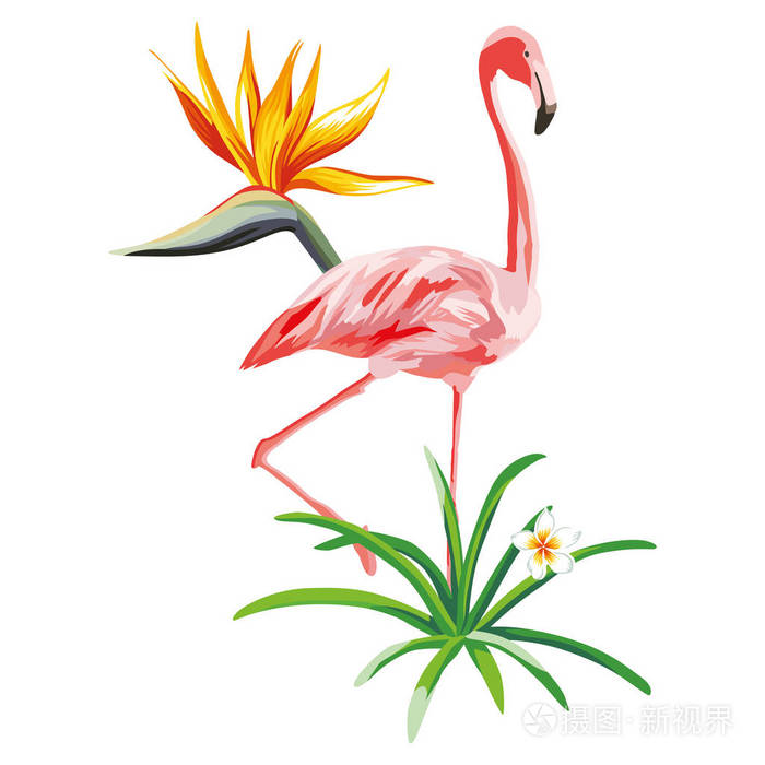 粉红色的火烈鸟,热带植物与花