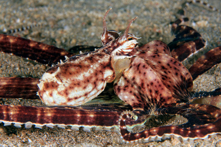 在沙质底部的一个模拟章鱼 Thaumoctopus 拟态 的特写。Anilao, 菲律宾