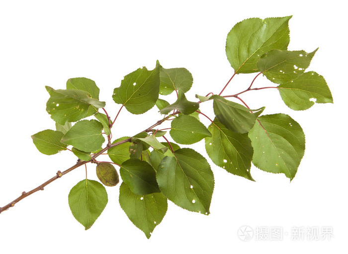 白色背景上孤立的杏树枝