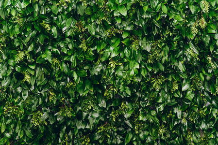 天然绿色叶墙，纹理背景