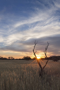 日落时的一棵死剪影树的风景相片与蓝色 sk