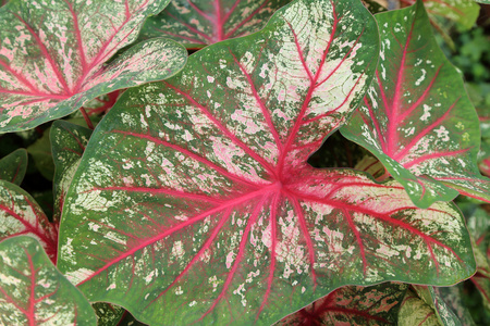 花式叶花叶芋，植物背景