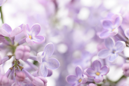 紫罗兰色的淡紫色花