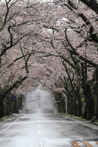 日本静冈高原樱花隧道雨