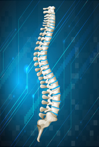 蓝色的人体脊柱示意图图片