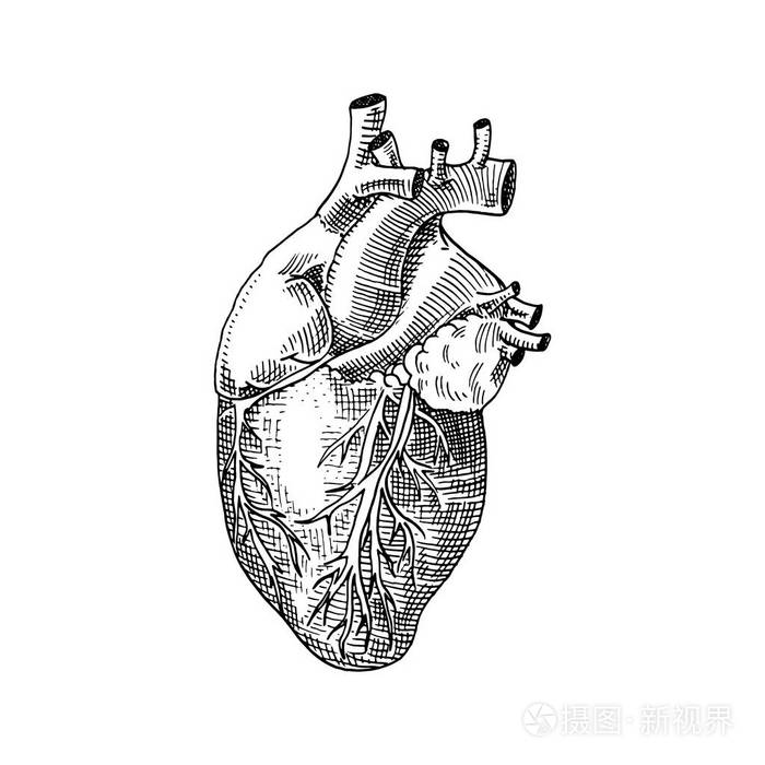 人类生物学器官解剖图刻的手绘在旧素描和复古的风格详细的心脏或灵魂