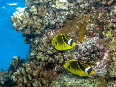 Chaetodon 半月形浣熊蝴蝶鱼