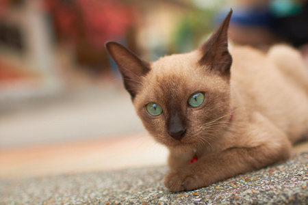 可爱棕色猫咪在人行道上