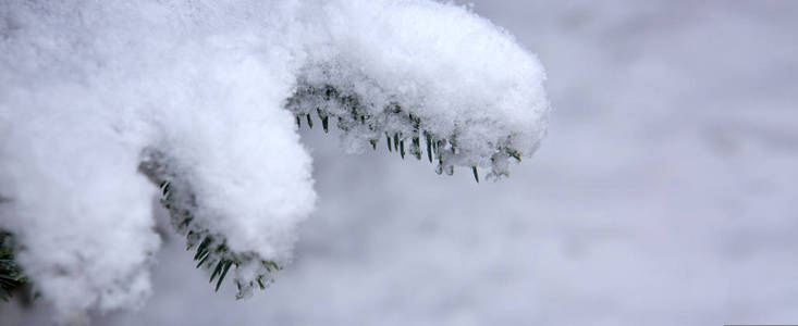 松树枝覆盖着雪