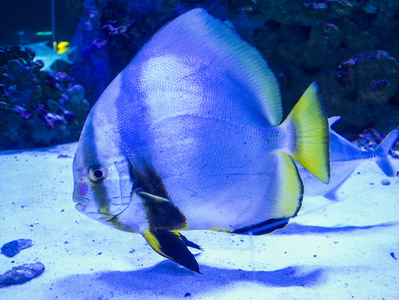 水族馆海洋鱼